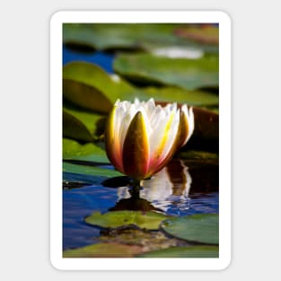 Water Lily Sticker